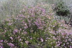 Felicia filifolia