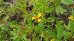 Bidens comosa