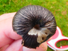 Entoloma serrulatum