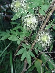 Clematis alpina sibirica