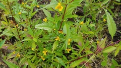 Bidens comosa