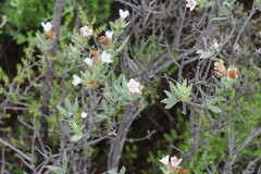 Lobostemon glaucophyllus