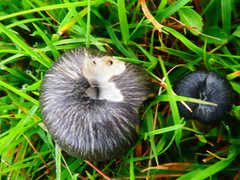 Entoloma serrulatum