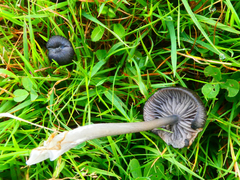 Entoloma serrulatum