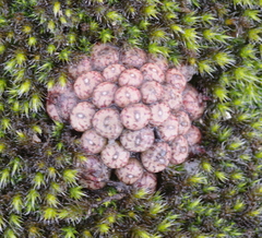 Conophytum minusculum