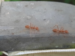 Oecophylla smaragdina