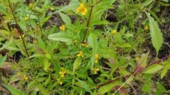 Bidens comosa