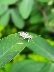 Myllocerus undecimpustulatus