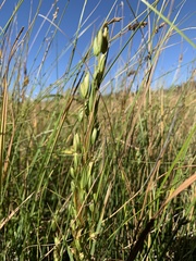 Lomatogonium rotatum