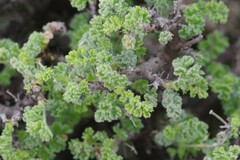 Pelargonium alternans