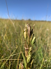 Lomatogonium rotatum