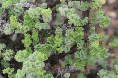 Pelargonium alternans