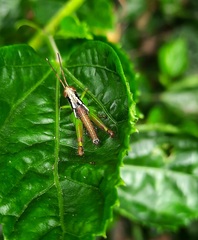 Pirithoicus ophthalmicus