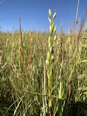 Lomatogonium rotatum