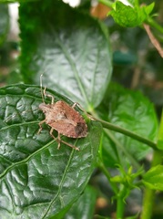 Halyomorpha picus