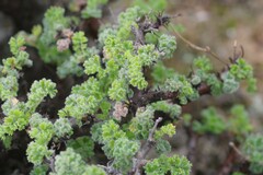 Pelargonium alternans