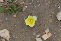 Iridaceae