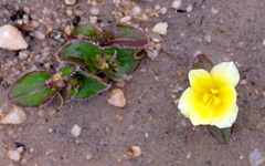 Iridaceae