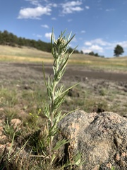 Gnaphalium exilifolium