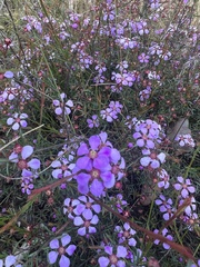 Euryomyrtus ramosissima