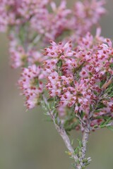 Erica nudiflora