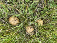 Scleroderma