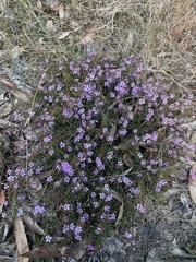 Euryomyrtus ramosissima