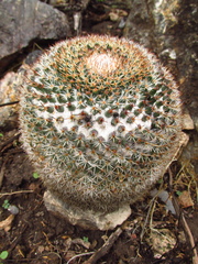 Mammillaria chionocephala