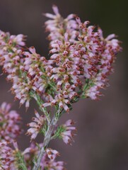 Erica nudiflora
