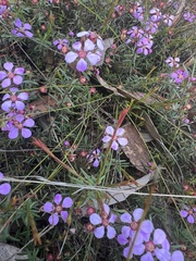 Euryomyrtus ramosissima