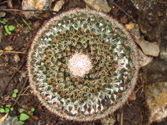 Mammillaria chionocephala