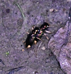 Tetracha carolina