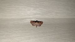 Hypsopygia