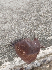 Mahathala ameria