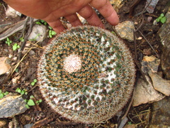 Mammillaria chionocephala