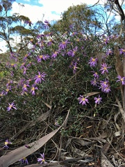 Olearia magniflora