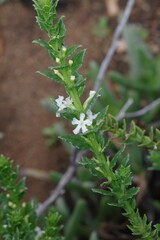 Oftia africana