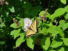 Papilio multicaudata