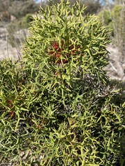 Isopogon ceratophyllus