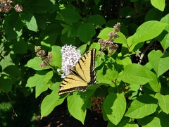 Papilio multicaudata