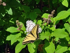 Papilio multicaudata
