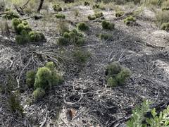 Isopogon ceratophyllus