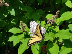 Papilio multicaudata