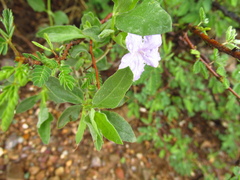 Ruellia