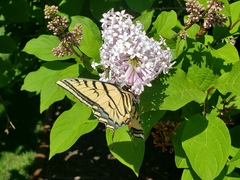 Papilio multicaudata