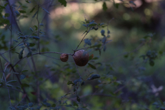 Amphibolips quercuspomiformis