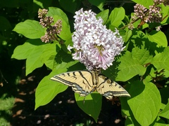 Papilio multicaudata