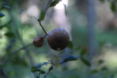 Amphibolips quercuspomiformis