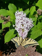 Papilio multicaudata
