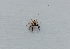 Menemerus bivittatus